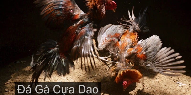 Đá gà cựa dao đầy kịch tính