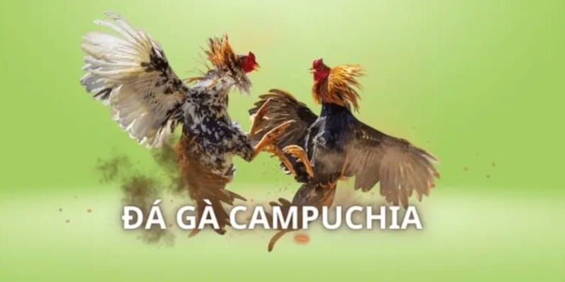 Đá gà Campuchia siêu kịch tính