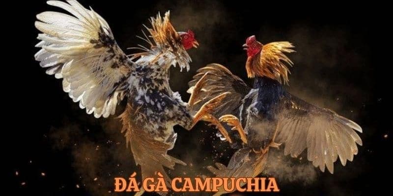 Khám phá loại hình chọi gà Campuchia hot nhất 2024
