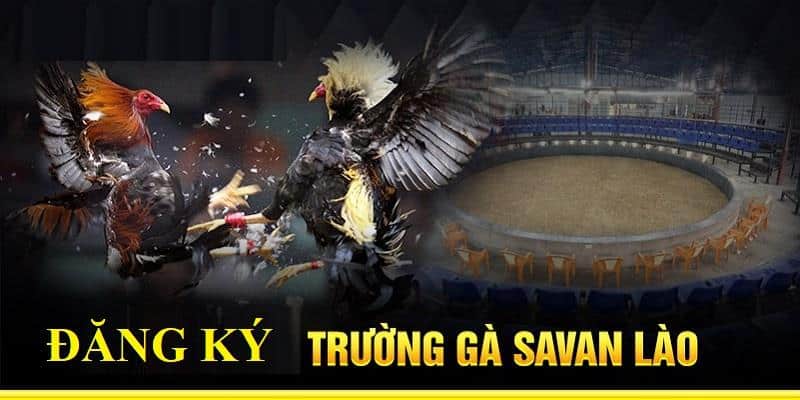 Những hướng dẫn đăng ký Trường Gà Savan chi tiết nhất