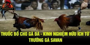 Thuốc bổ cho gà đá - kinh nghiệm hữu ích từ trường gà savan