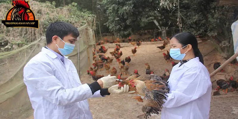 Khi nuôi gà vảy lộc điền hãy tiêm vacxin để phòng bệnh cho chúng