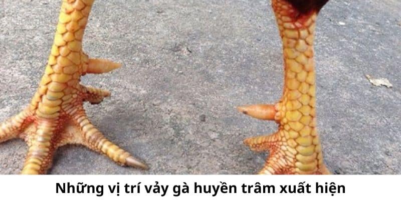 Các vị trí mà loại vảy này có thể xuất hiện 