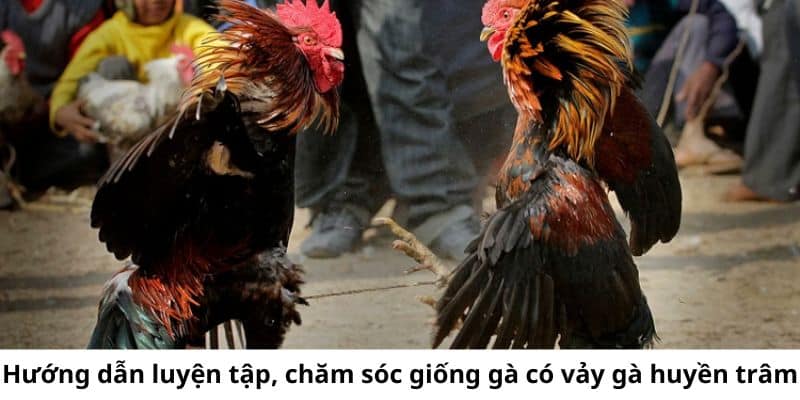 Hướng dẫn luyện tập giúp gà có thể phát triển toàn diện